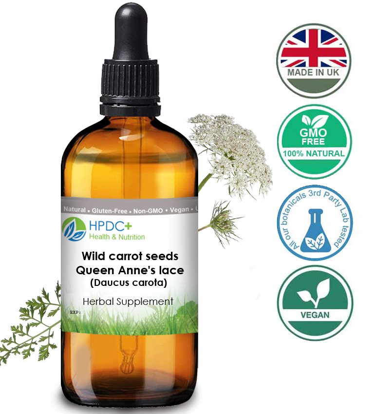 wild-carrot-daucus-carota-flowers-isolated-white-background-medicinal-herbal-plant-extract-contraceptive