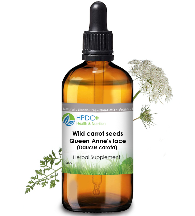 wild-carrot-daucus-carota-flowers-isolated-white-background-medicinal-herbal-plant-extract-new2